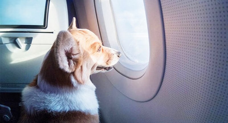حضور یک سگ غول پیکر در هواپیما جنجالی شد + ویدیو