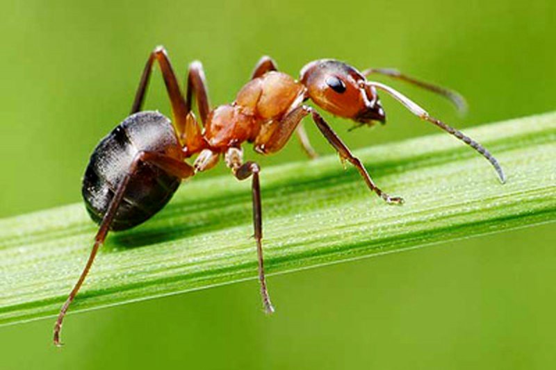 چند مورچه در کل جهان وجود دارد؟