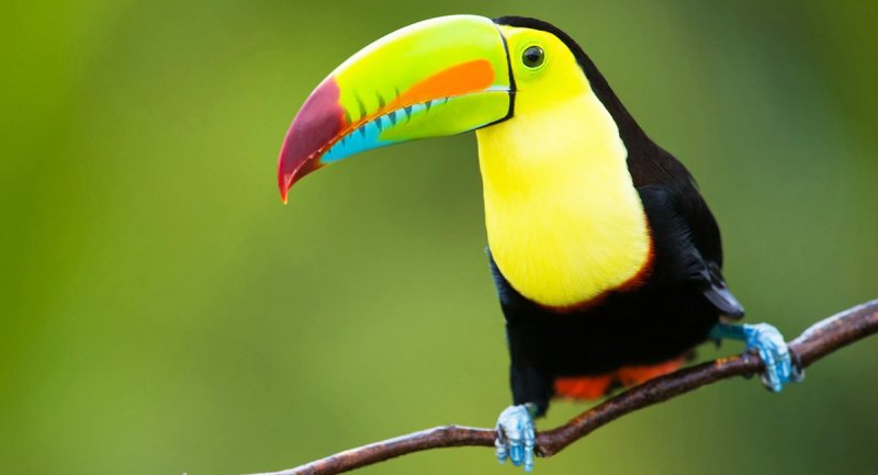 این 10 پرنده زیباترین پرنده های جهان معرفی شدند + تصاویر