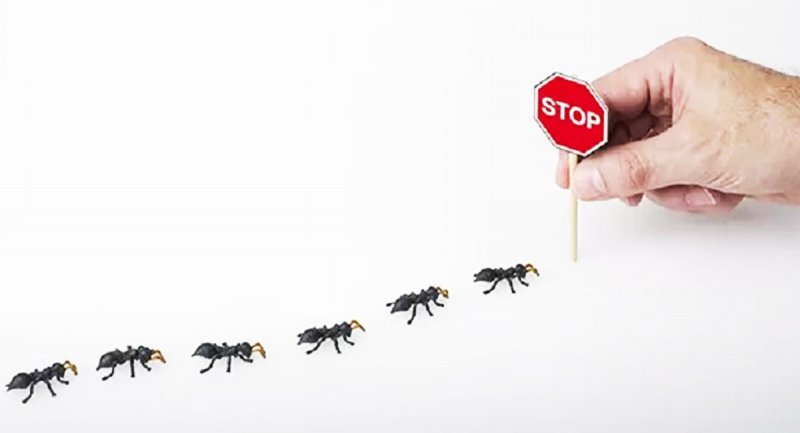 با این ۱۴ ترفند ساده مورچه ها را از خانه فراری دهید