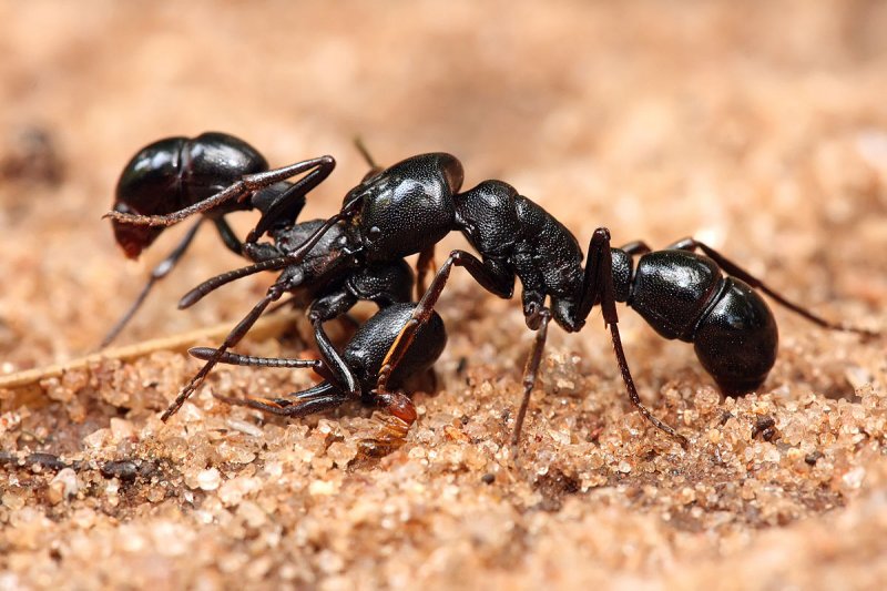 تصویری وحشتناک از صورت یک مورچه !+ عکس