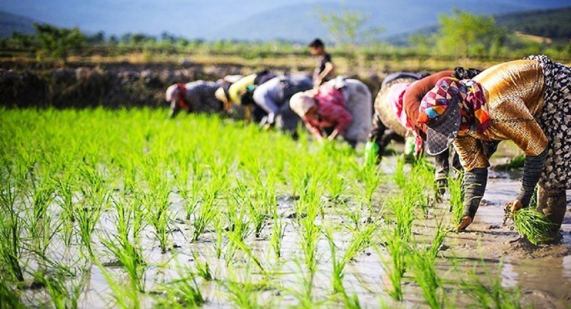 قیمت جدید برنج در بازار شمال اعلام شد