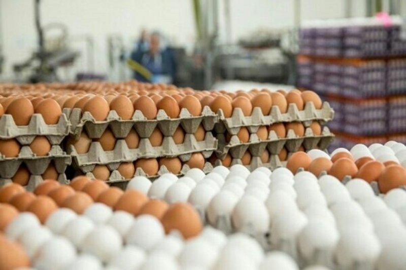 جدیدترین قیمت تخم مرغ در میادین و بازار