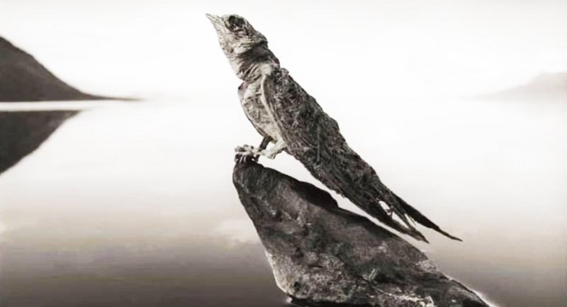 ترسناک ترین دریاچه جهان که موجودات را به سنگ تبدیل می‌کند! + تصاویر