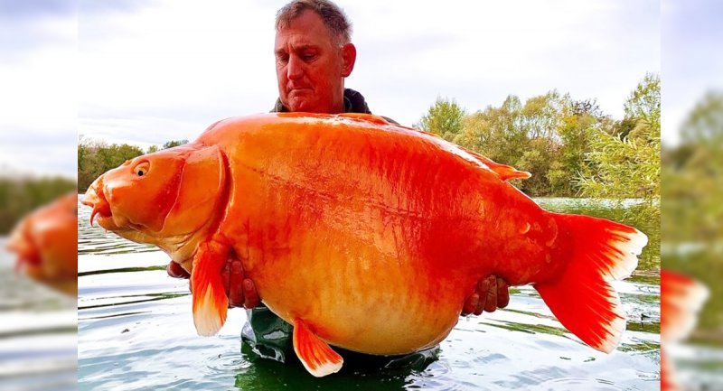 بزرگترین ماهی قرمز جهان با وزنی بیشتر از 30 کیلوگرم! + ویدیو