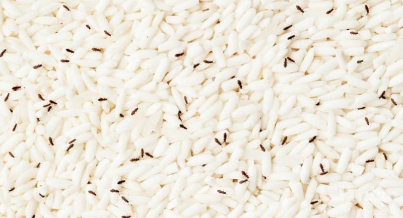 حشره های داخل کیسه برنج را چگونه از بین ببریم؟