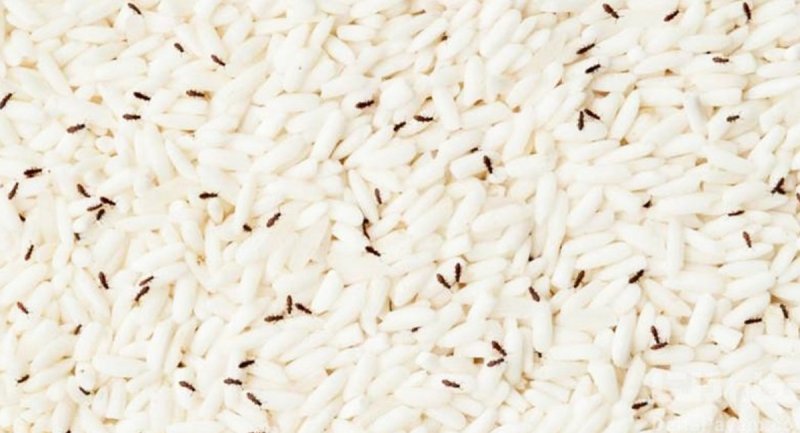 ساده ترین و کم هزینه ترین راه برای فراری دادن حشره ها از کیسه برنج + ویدیو