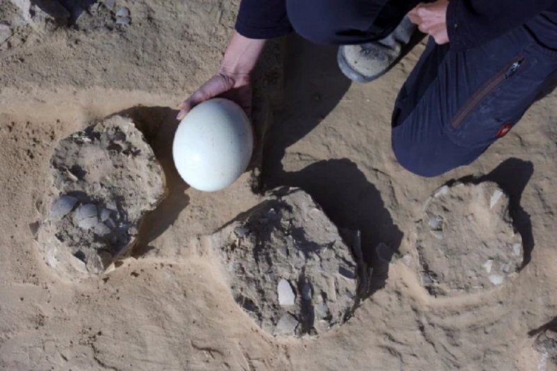 کشف هشت تخم شترمرغ ۷۵۰۰ ساله 