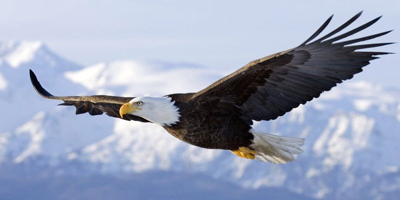 ویدئویی حیرت انگیز از شکار یک بز توسط عقاب !