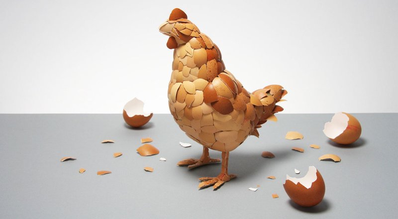 حل یک پرسش تاریخی بشری: اول مرغ بوده یا تخم‌مرغ؟