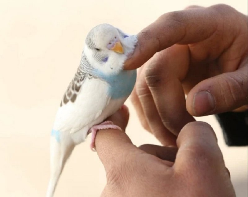 این پرنده یک خانواده را از زلزله در ترکیه نجات داد