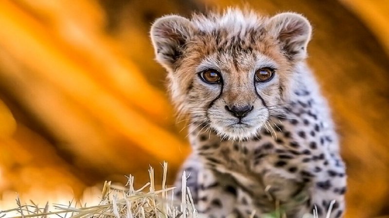 پیروز تلف شد + فیلم