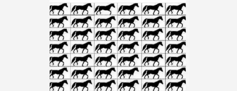 تست بینایی: چند اسب ۳ پا در این تصویر می بینید؟ + پاسخ