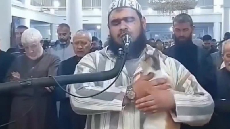 ویدئویی از بازیگوشی یک گربه در نماز جماعت یک مسجد 