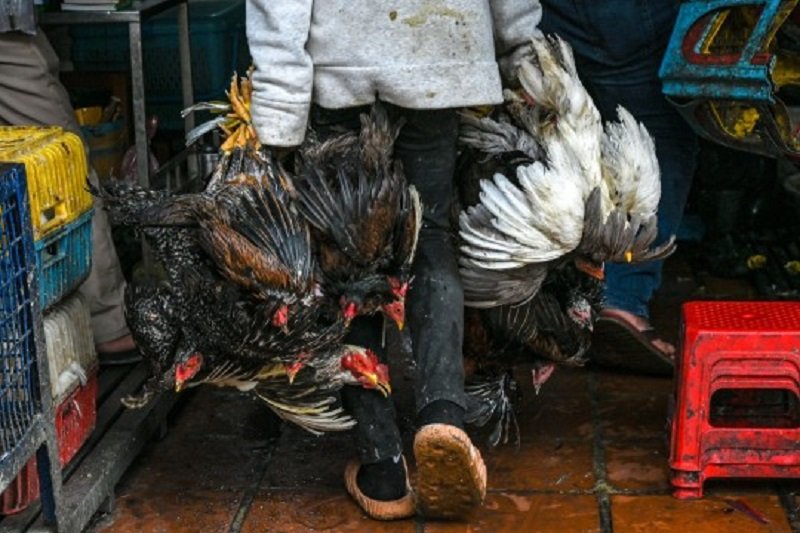 آنفولانزای پرندگان در چین، جان یک نفر را گرفت