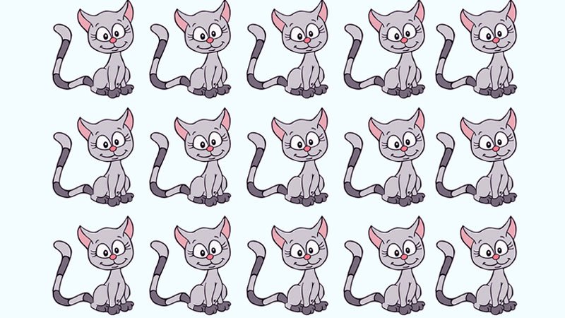 10 ثانیه فرصت دارید تا گربه بامزه متفاوت را پیدا کنید؟ + پاسخ