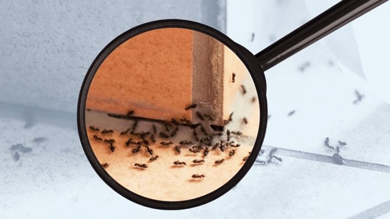با این ۷ روش خانگی و ساده برای همیشه از شر مورچه‌ها خلاص شوید