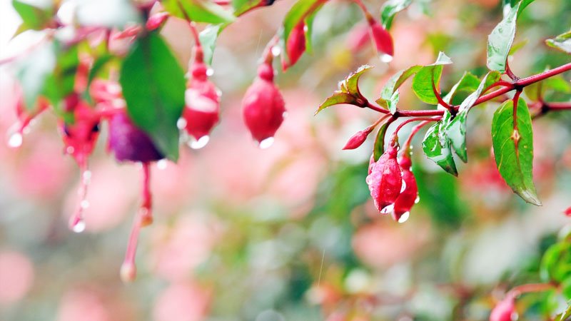 بارش باران از امروز در بیشتر استان های کشور آغاز می شود