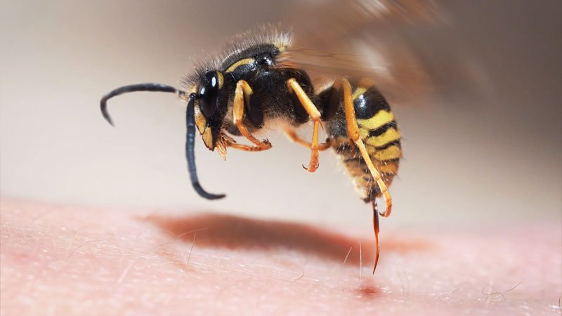 ویدیویی خارق العاده از لحظه نیش زدن زنبور که شما را متحیر می کند! + ویدیو
