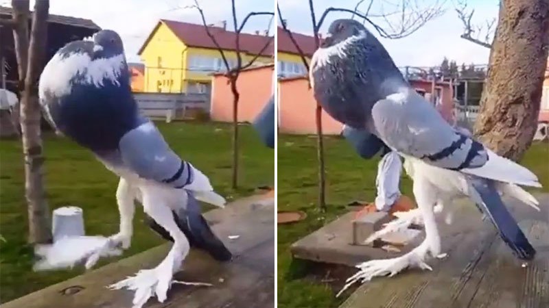کبوتر جهش یافته‌ با ظاهری ترسناک باعث وحشت مردم شد+ ویدیو