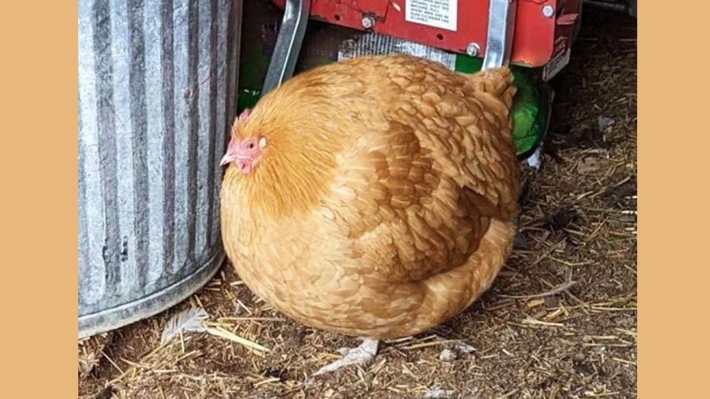 مرغی که با خوردن پاپ کورن به یک توپ گرد تبدیل شد+ عکس