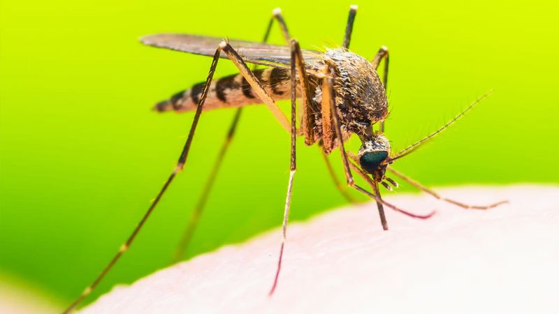 5 روش طلایی و کاملا علمی برای تیرخلاص زدن به پشه ها!