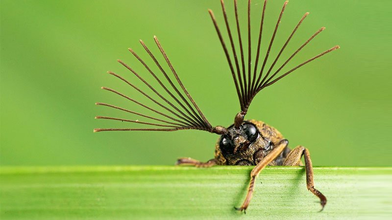 10 تا از عجیب ترین حشرات دنیا که شما را شوکه می کند! + ویدیو