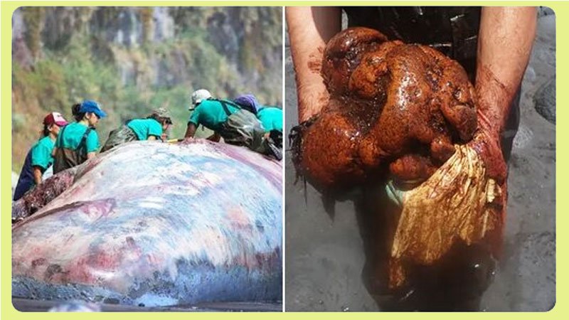 گنجی که در دل نهنگ مرده پیدا شد؛ طلای شناور نیم‌ میلیون دلاری+ تصاویر