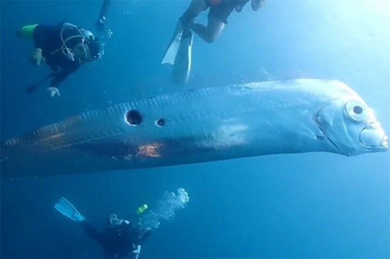 عجیب‌ترین ماهی جهان؛ شنا کردن به صورت عمودی ! + فیلم