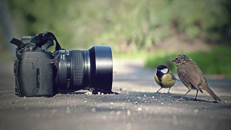 لحظه باشکوه چشم‌درچشم شدن حیوانات با عکاس !