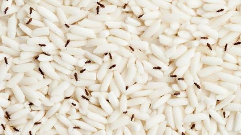 ترفندی ساده برای نگهداری طولانی مدت برنج و جلوگیری از شپشک+ ویدیو