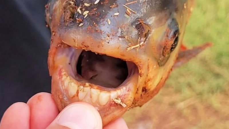 صید یک ماهی عجیب با دندان های انسانی! + تصاویر