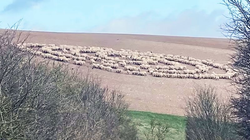این گله گوسفند ۱۲ روز بدون توقف به دور خود چرخیدند+ ویدیو و تصاویر