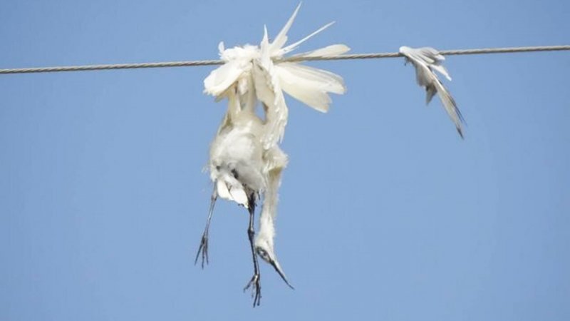 تصاویری تکان دهنده از مرگ دردناک ۱۷۰ پرنده هورالعظیم در برخورد با کابل‌های برق + عکس