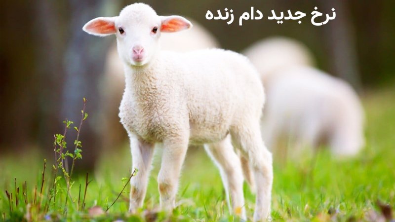 نرخ جدید دام زنده؛ هر کیلو گوسفند کشتار ۲۰۰ هزار تومان شد