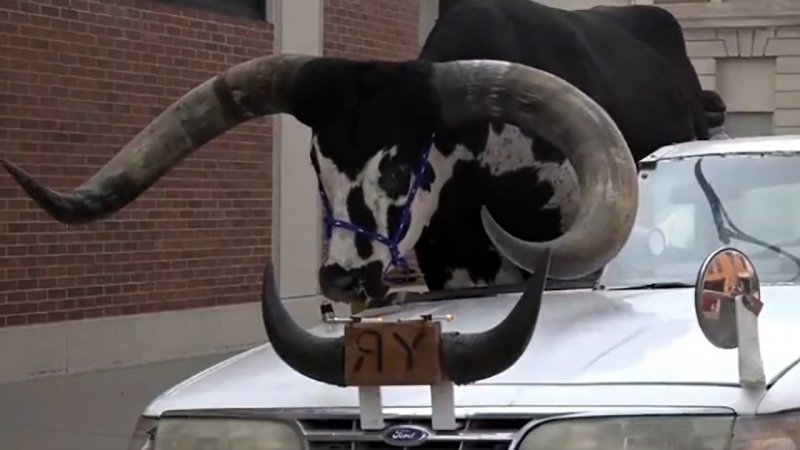  حمل گاو عظیم‌الجثه با خودروی سواری! + فیلم