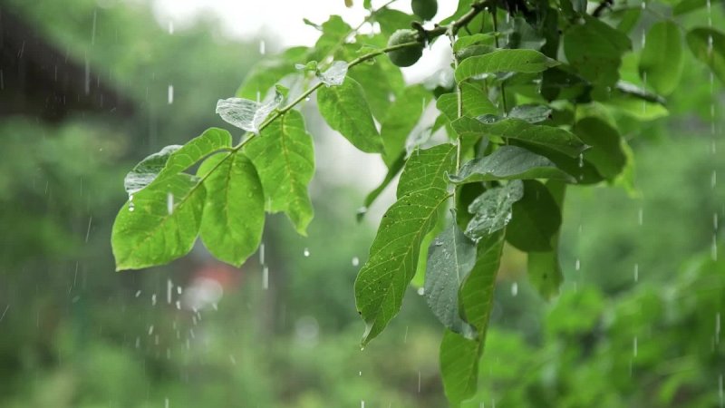  هشدار هواشناسی به کشاورزان ۹ استان/پیش بینی وضعیت هوا تا پایان هفته