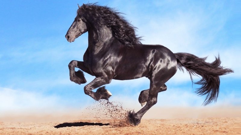 زیباترین اسب جهان انتخاب شد! + تصاویر