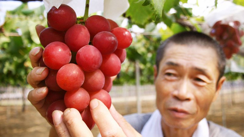ویدیویی جالب از پرورش گران‌ترین انگور دنیا با حبه‌هایی به اندازه توپ پینگ پنگ!+ فیلم