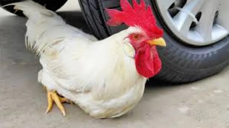 سرقت عجیب خودرو با خروس فراری