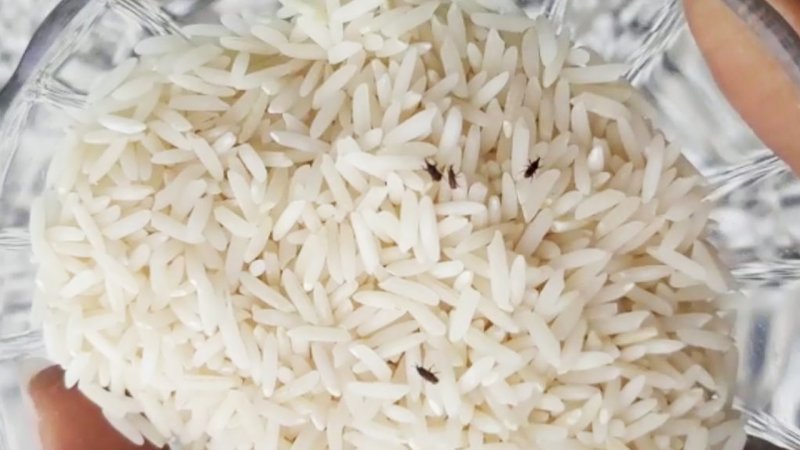 بهترین روش نگهداری برنج در برابر حشرات که تا به حال ندیده اید! + فیلم