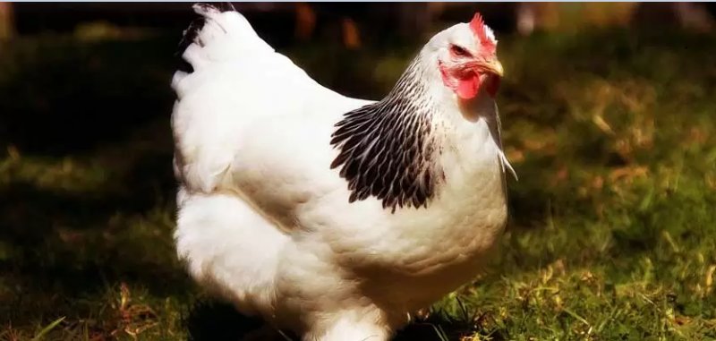 فروش مرغ زنده کیلویی ۵۸هزار تومان با ترس‌و‌لرز
