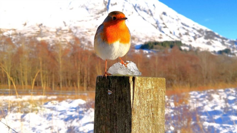 خبر خوش هواشناسی؛ منتظر بارش‌های شدید برف و باران در این استان ها باشید