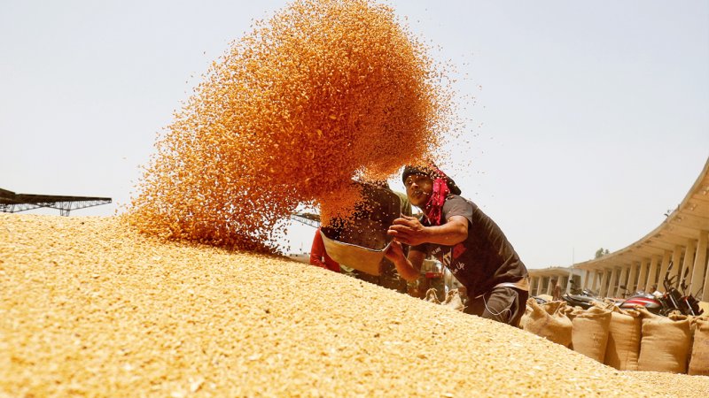 خبر مهم برای کشاورزان / قیمت خرید تضمینی گندم اعلام می‌شود