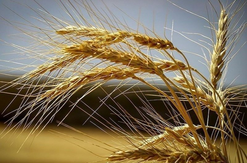 قیمت گندم بالاتر از قیمت جهانی تعیین شد