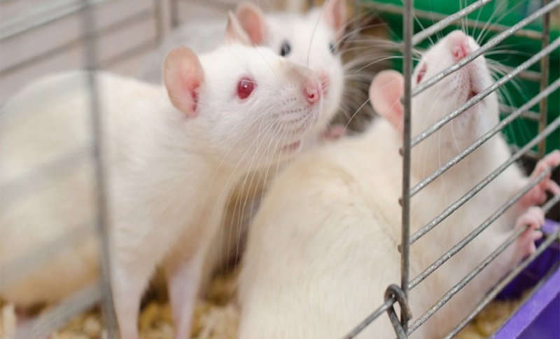  لحظه عجیب فرار سه موش در آزمایشگاهی در چین