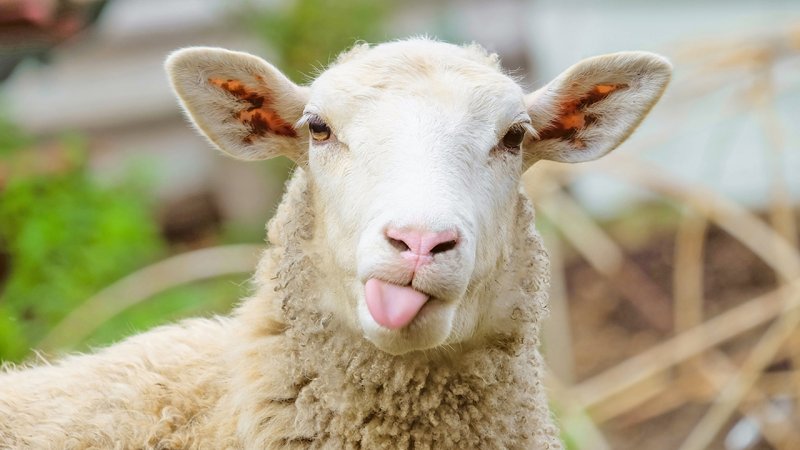 تصویری عجیب از قاچاق گوسفند/ مخفی کردن 15 گوسفندان در پراید! + عکس