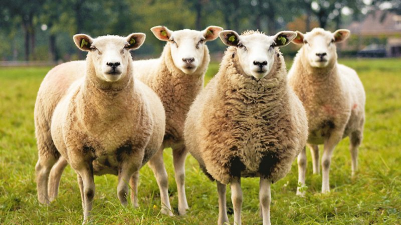 فوری / قیمت گوسفند وارداتی اعلام شد