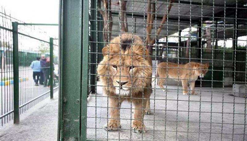 تصویری عجیب از شیر لاغر در باغ وحش مشهد