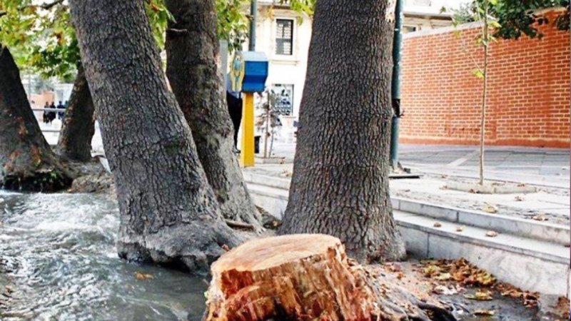 مجازات قطع درختان در ایران چیست؟